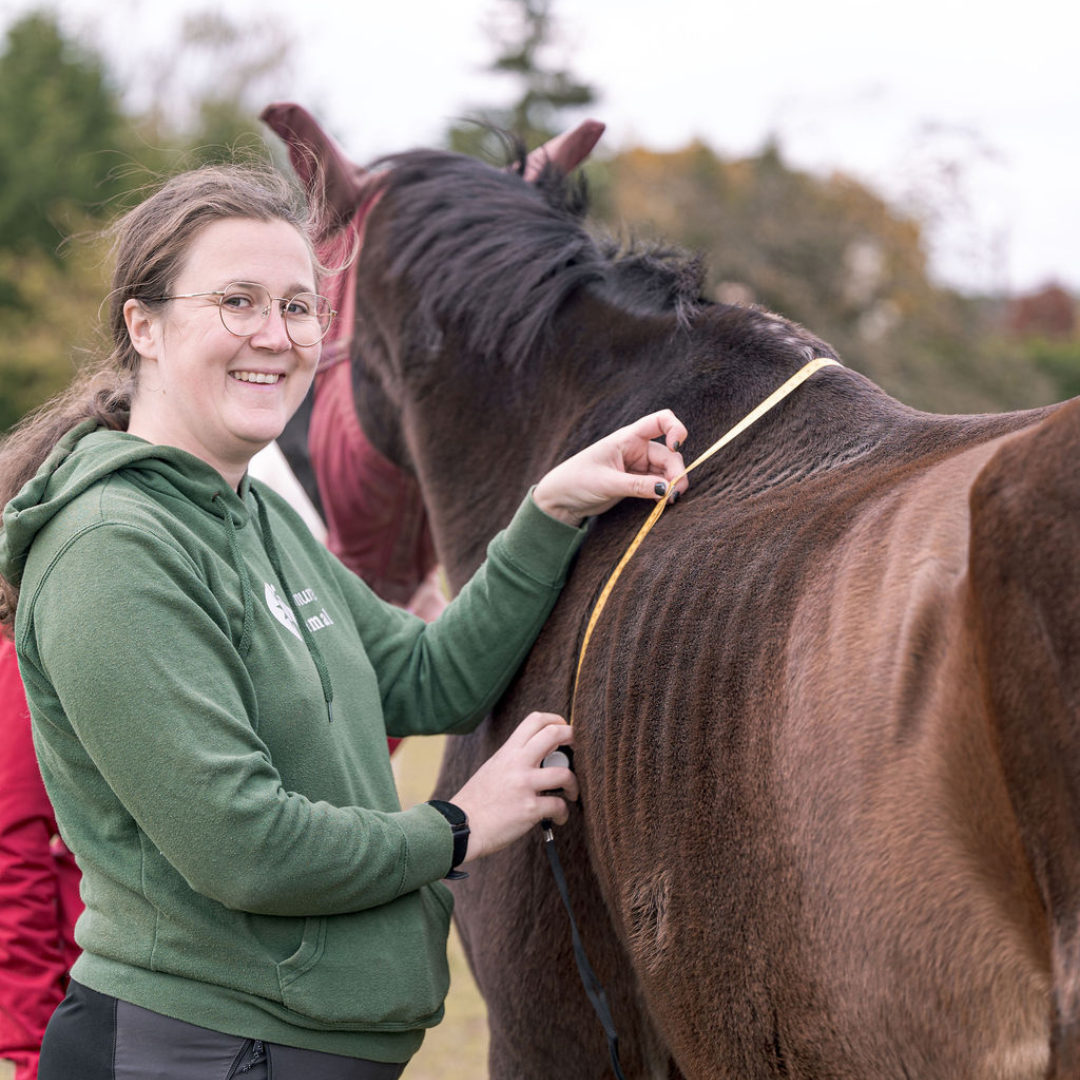 Audrey de Murmure Animal mesure le perimetre thoracique d'un cheval maigre qui a besoin de reprendre du poids.