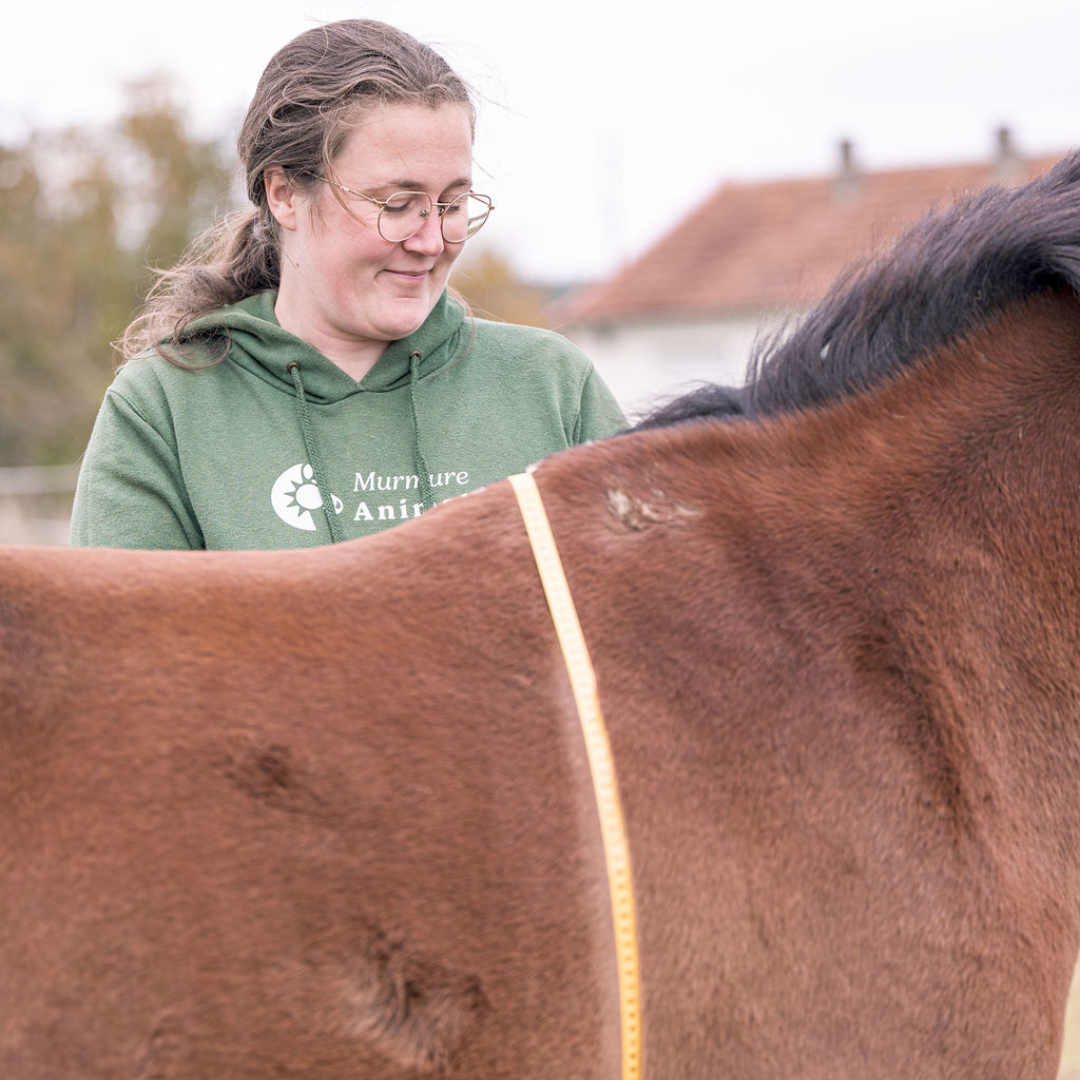 Audrey de Murmure Animal mesure un cheval en surpoids