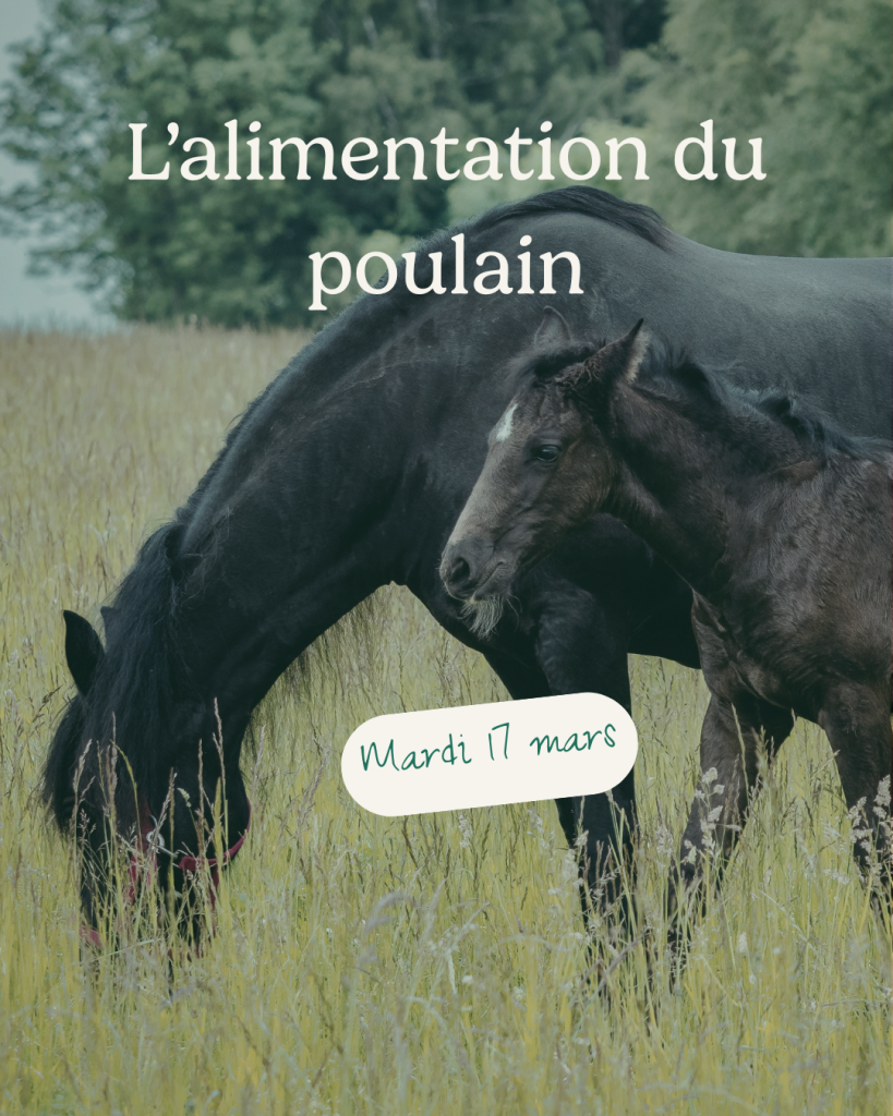 Alimentation du poulain