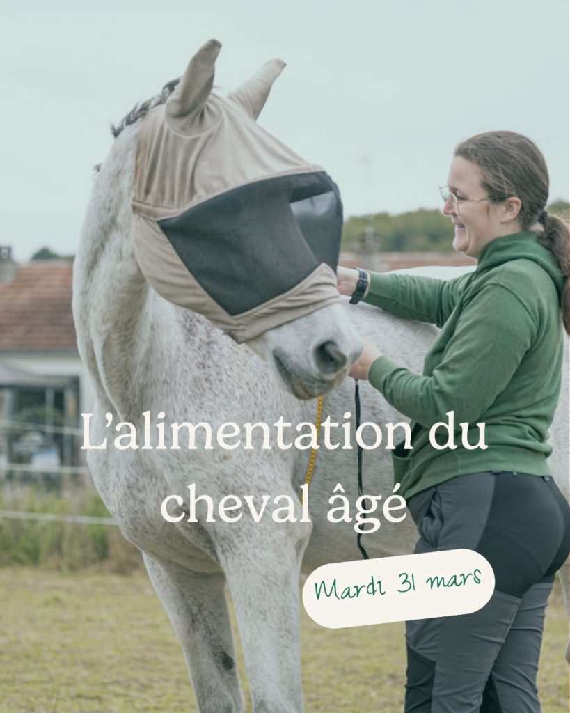 Alimentation du cheval âgé