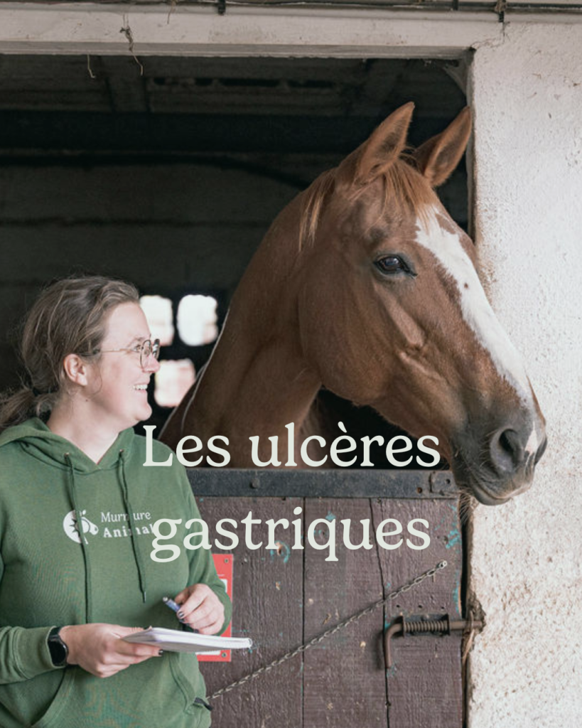 Formation nutrition équine les ulcères gastriques