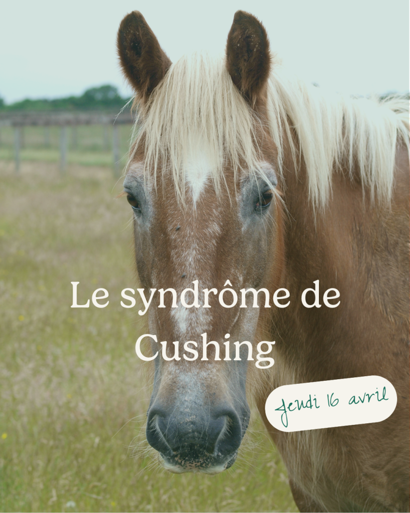 Le syndrôme de Cushing