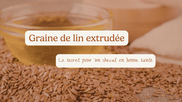 Graine de lin extrudée : le secret pour un cheval en bonne santé