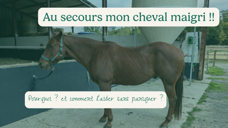 Mon cheval maigri : pourquoi et comment l’aider sans paniquer ?
