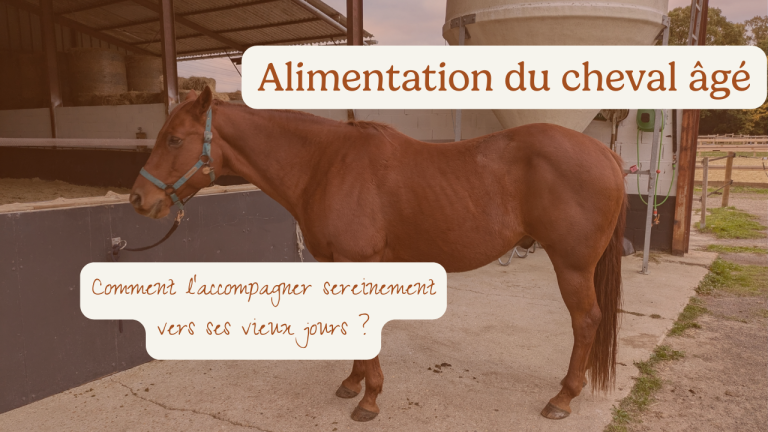 Alimentation cheval âgé