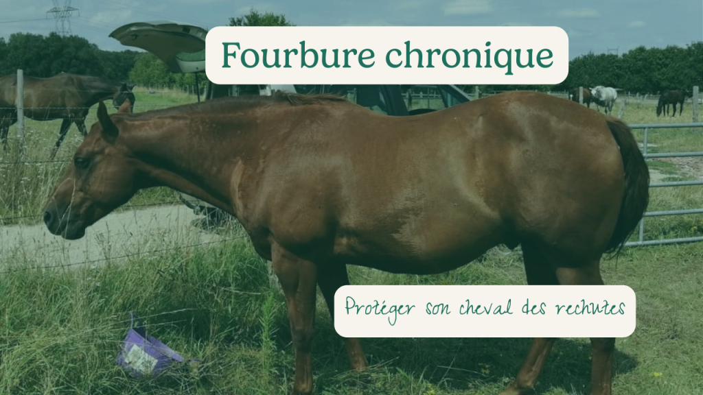 cheval en fourbure chronique