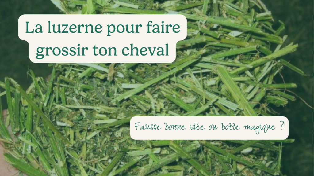 La luzerne pour faire grossir ton cheval : fausse bonne idée ou botte magique ?