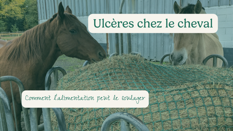 ulcères gastriques cheval