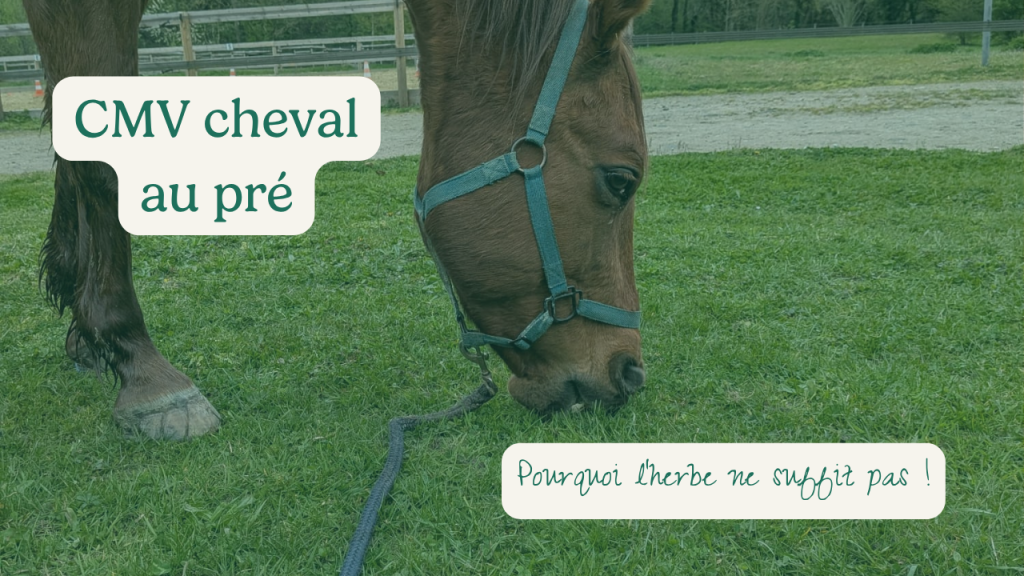 CMV cheval au pré