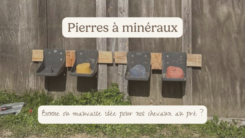 Pierre à minéraux chevaux