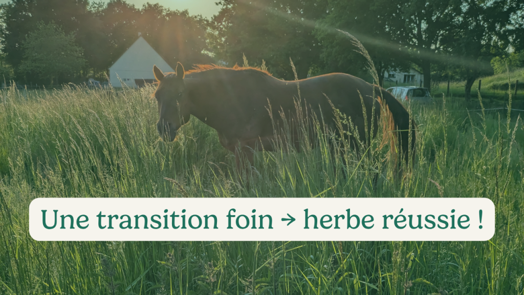 Transition herbe foin cheval