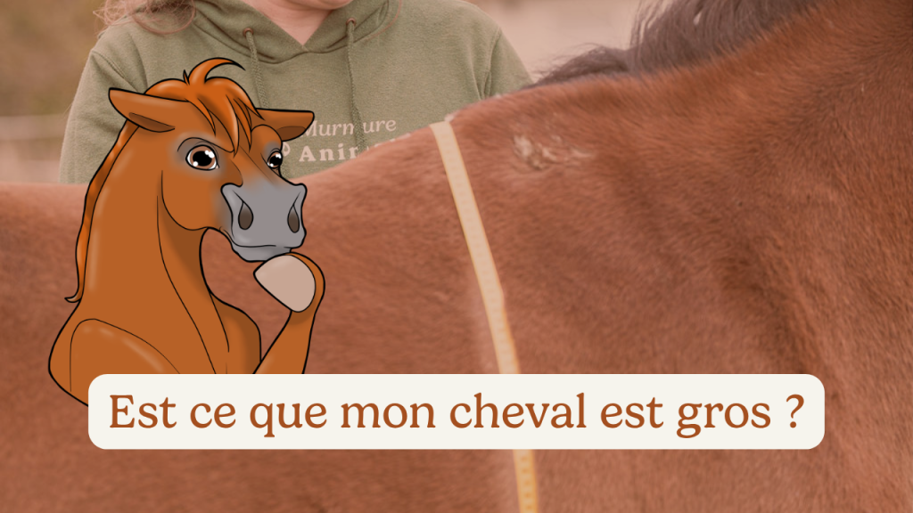 Mon cheval est trop gros : comment le savoir vraiment (et quoi faire ensuite)