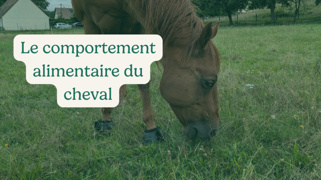 Le comportement alimentaire du cheval : ce que la nature nous dit (et qu'on oublie en pension)