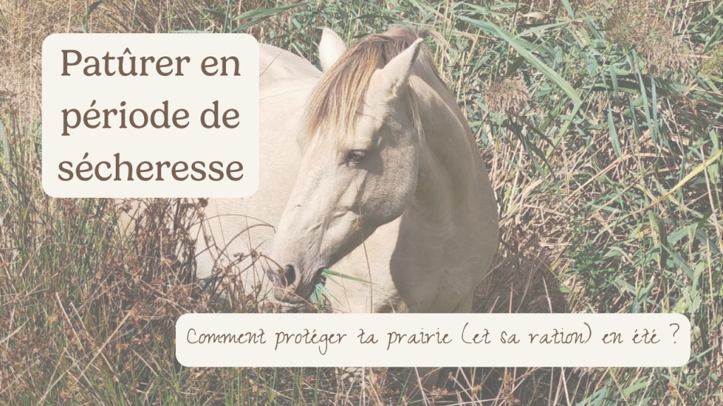 Pâturage cheval sécheresse : comment protéger ta prairie (et ta ration) en été et canicule