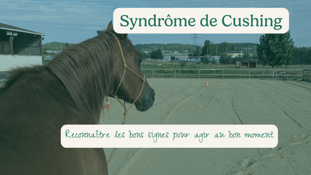 Syndrome de Cushing chez le cheval : reconnaître les bons signes pour agir au bon moment