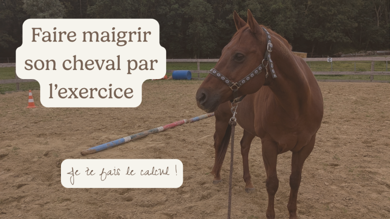 Faire maigrir son cheval par l'exercice