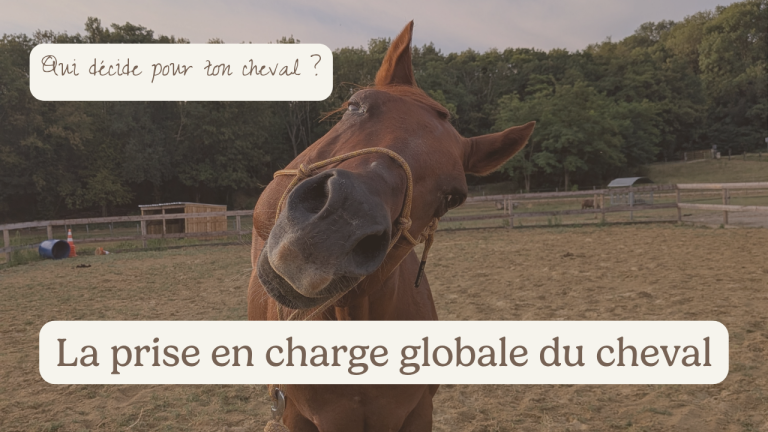 Prise en charge globale du cheval, véto podologue ostéo, qui décide pour ton cheval ?